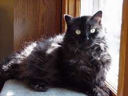 Iggy in her sunroom.