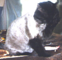 Iggy grooming herself after being shaved.