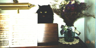 Iggy sitting on top of an organ.