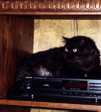 Iggy lying on top of a VCR.